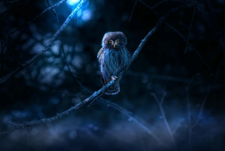 a small owl sitting on top of a tree branch, by Adam Marczyński, pexels contest winner, magical realism, midnight blue, marmoset render, spooky forest, hunting