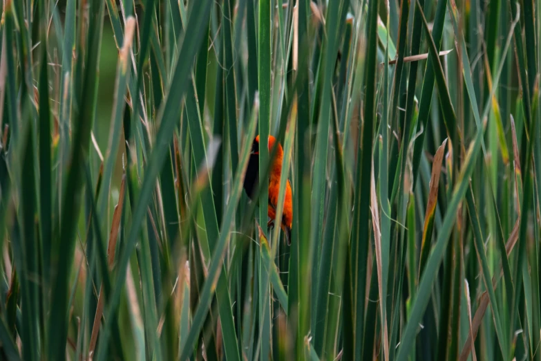 a bird that is sitting in some tall grass, by Jan Rustem, dark orange black white red, hiding, fishing, color photograph