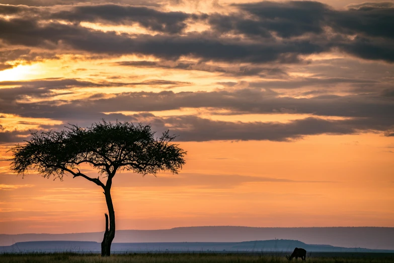 a couple of animals that are standing in the grass, unsplash contest winner, romanticism, green hills savanna tree, very kenyan, at sunset, conde nast traveler photo