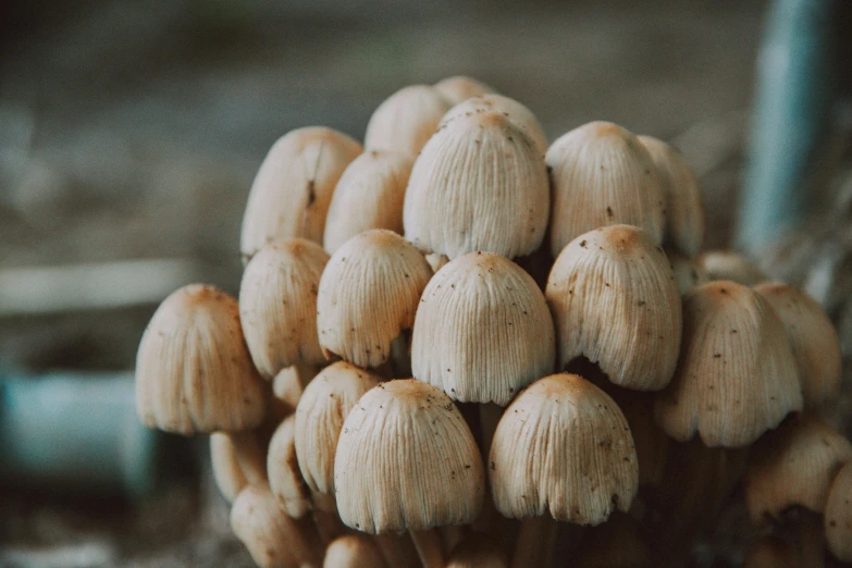 a bunch of mushrooms sitting on top of a wooden table, a macro photograph, unsplash, hurufiyya, warm coloured, close-up product photo, cubensis, high quality product image”