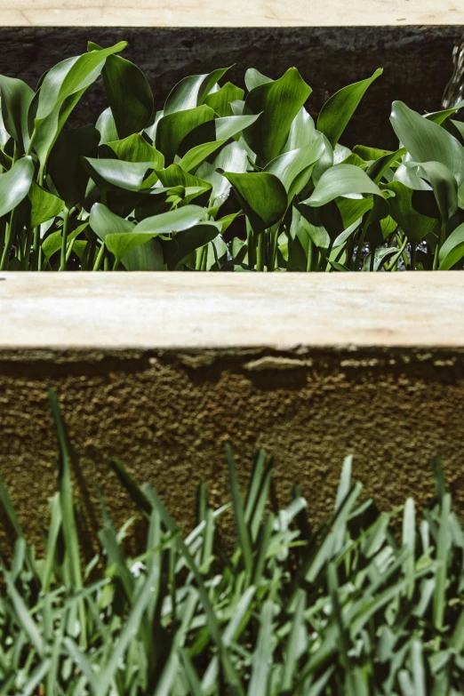 a wooden planter filled with lots of green plants, inspired by Peter Zumthor, unsplash, concrete art, detail shots, lawns, stone pews, closeup photograph