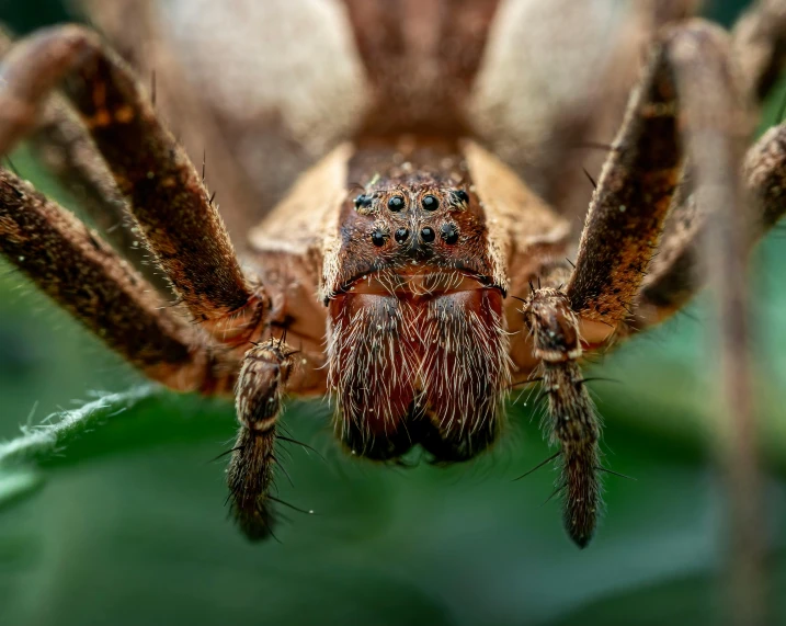 a close up of a spider on a leaf, by Adam Marczyński, pexels contest winner, extremely detailed frontal angle, fierce expression 4k, bottom body close up, fully frontal view