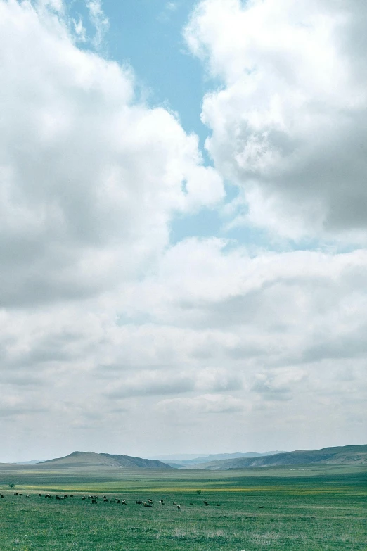 a herd of cattle grazing on a lush green field, an album cover, trending on unsplash, renaissance, panorama view of the sky, nadav kander, blue sky with a few clouds, yorkshire