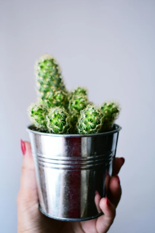 a close up of a person holding a potted plant, made of cactus spines, silver small small small glasses, poggers, extra crisp