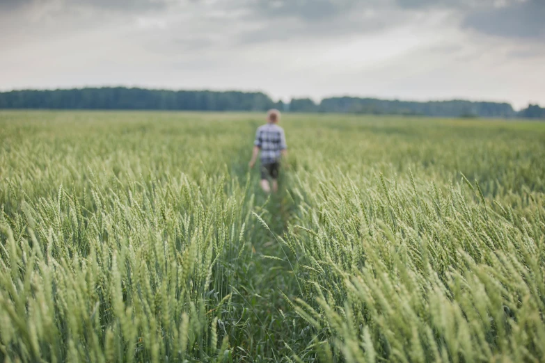 a person walking through a field of tall grass, by Adam Marczyński, unsplash, farming, rye (shishkin), large scale photo, multiple stories