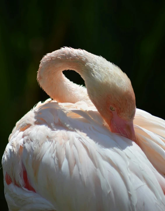 a pink flamingo sitting on top of a lush green field, eyes closed, intense albino, 2019 trending photo