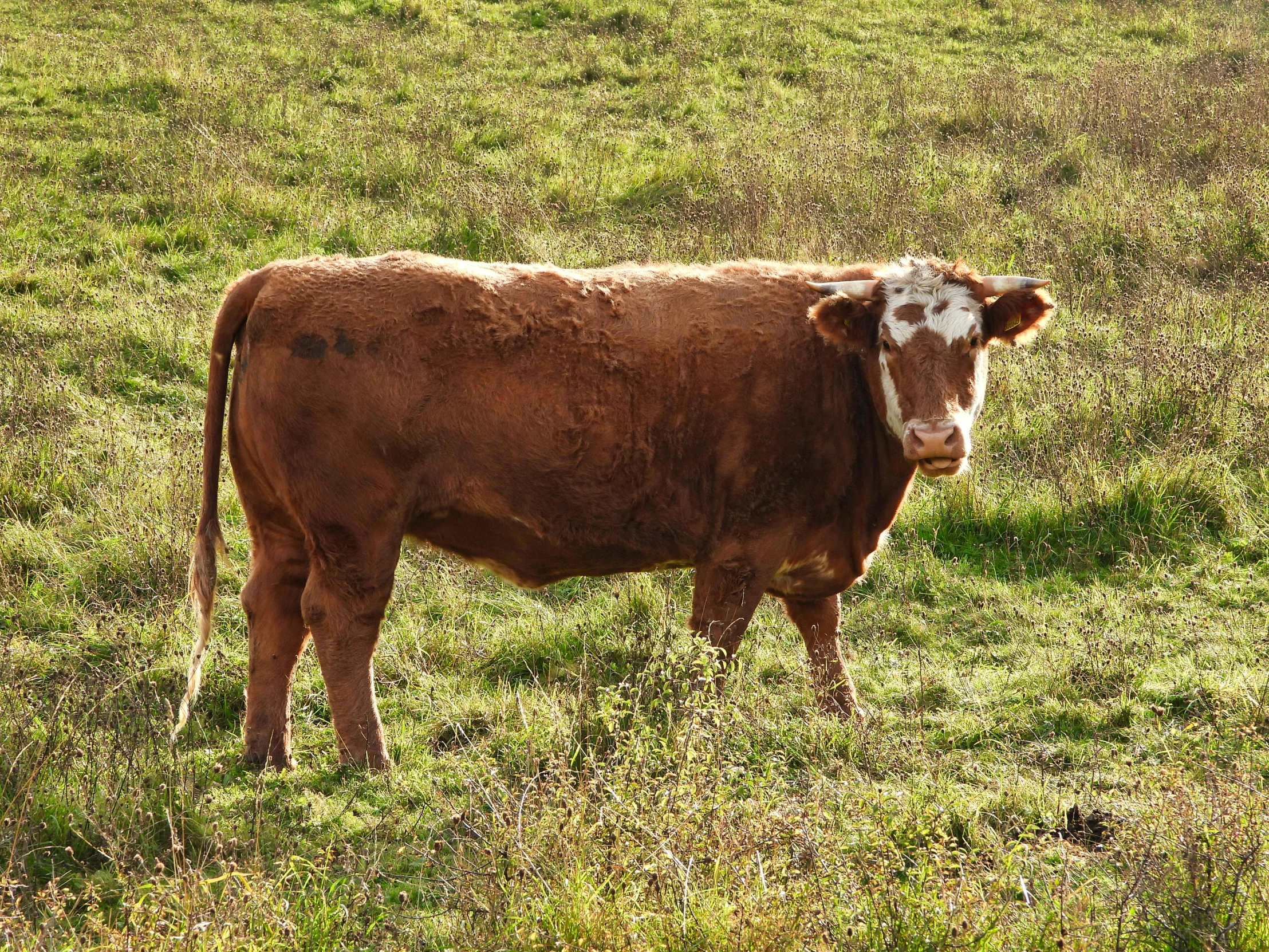 a brown cow standing on top of a lush green field, by Pamela Drew, pexels, renaissance, morbidly obese, aged 2 5, reddish, australian