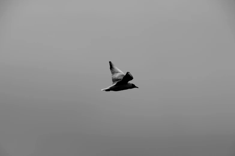 a black and white photo of a bird flying in the sky, a black and white photo, pexels contest winner, minimalism, hq 4k phone wallpaper, bull netch floating around, in a medium full shot, a mysterious