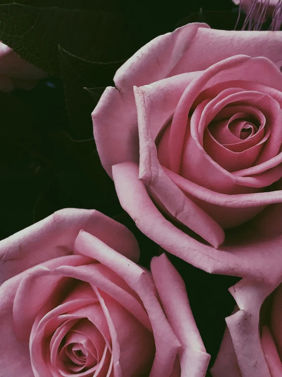a bunch of pink roses sitting next to each other, an album cover, trending on unsplash, dark. no text, ((pink)), up close picture, inspo