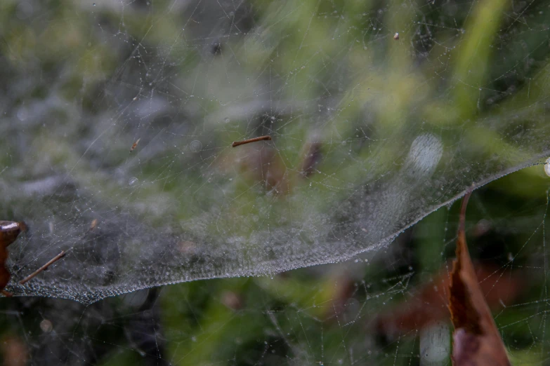 a close up of a spider web in the grass, by Alison Watt, net art, portrait image