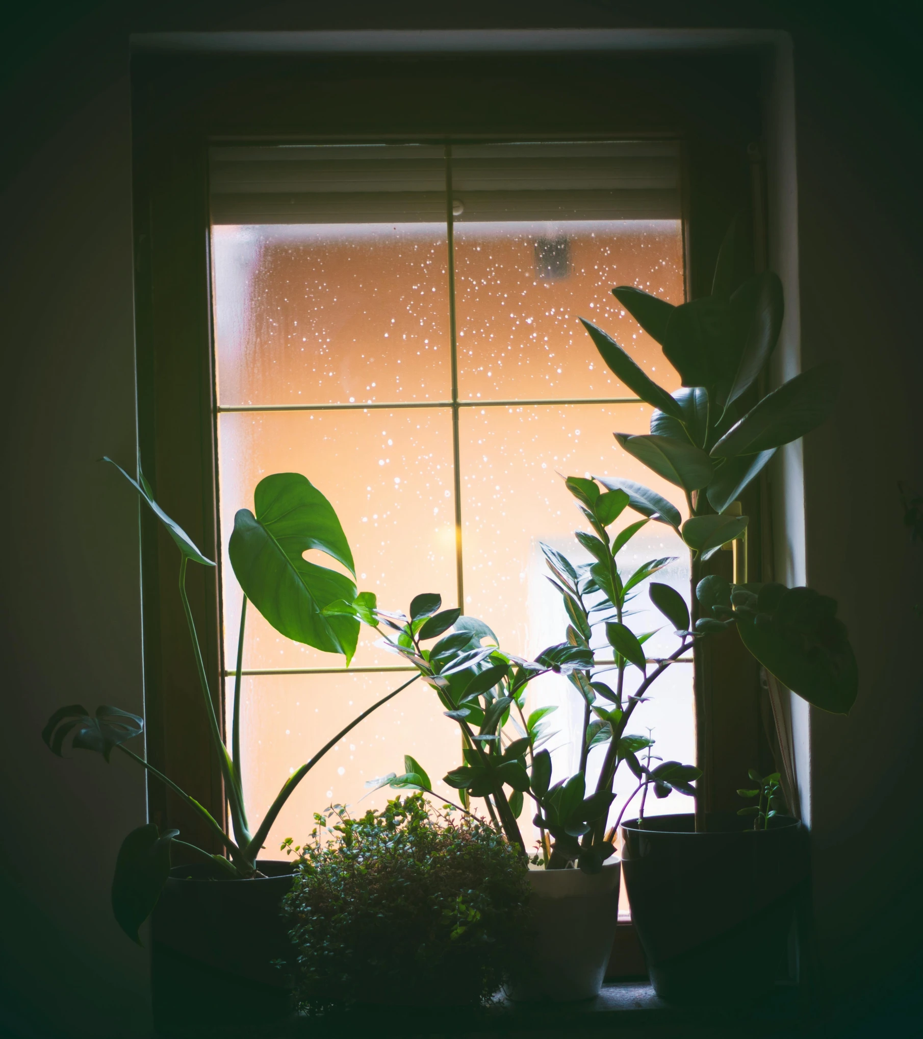 a window sill filled with potted plants, inspired by Elsa Bleda, unsplash, light and space, late night raining, light haze, underexposed, next to a plant
