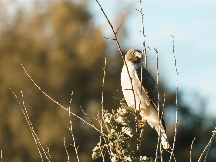 a bird sitting on top of a tree branch, a portrait, trending on pexels, raptor, golden hour photo, manuka, grey