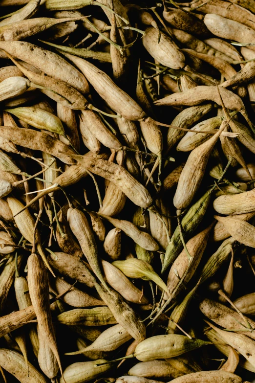 a pile of beans sitting on top of a table, unsplash, visual art, dried vines, honeysuckle, full frame image, thumbnail