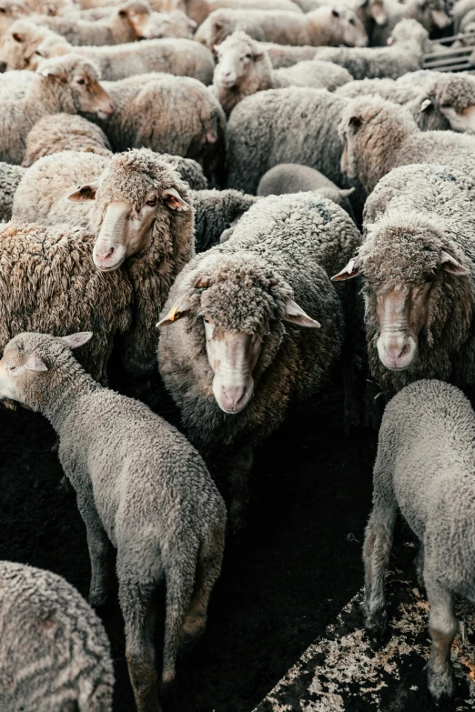 a herd of sheep standing next to each other, trending on unsplash, renaissance, alessio albi, grey, made of wool, australian