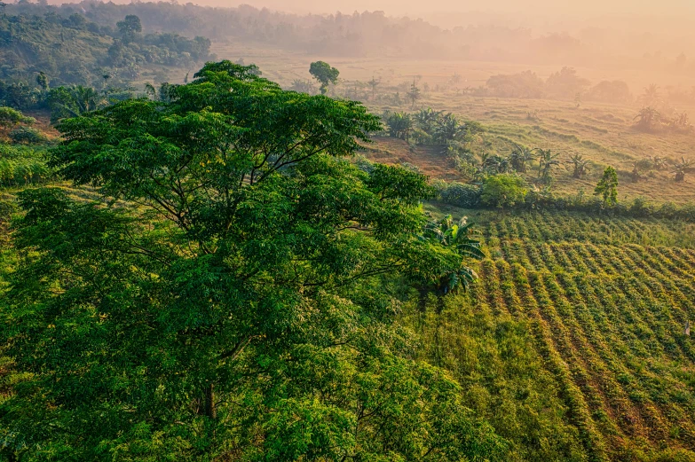 a tree sitting on top of a lush green field, by Daniel Lieske, pexels contest winner, sumatraism, background: assam tea garden, vineyard, forest in the morning light, immaculate rows of crops