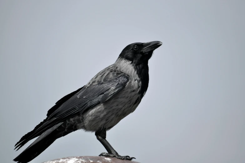 a black and white bird sitting on top of a rock, inspired by Gonzalo Endara Crow, pexels contest winner, renaissance, on a pedestal, rounded beak, gray, gothic regal and tattered black
