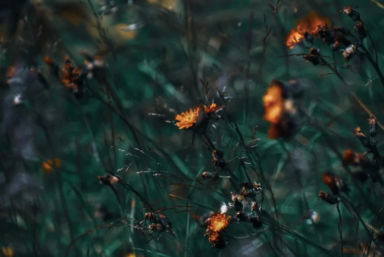 a bunch of flowers that are in the grass, inspired by Elsa Bleda, unsplash contest winner, digital art, copper and deep teal mood, cinematic shot ar 9:16 -n 6 -g, autumn wind, copper and emerald