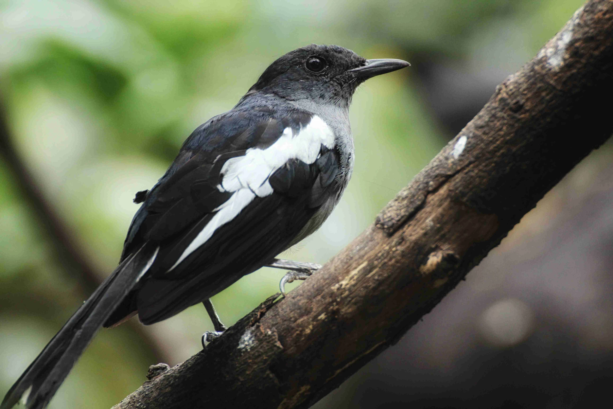 a black and white bird perched on a branch, hurufiyya, tamborine, multiple stories, ai biodiversity, blank