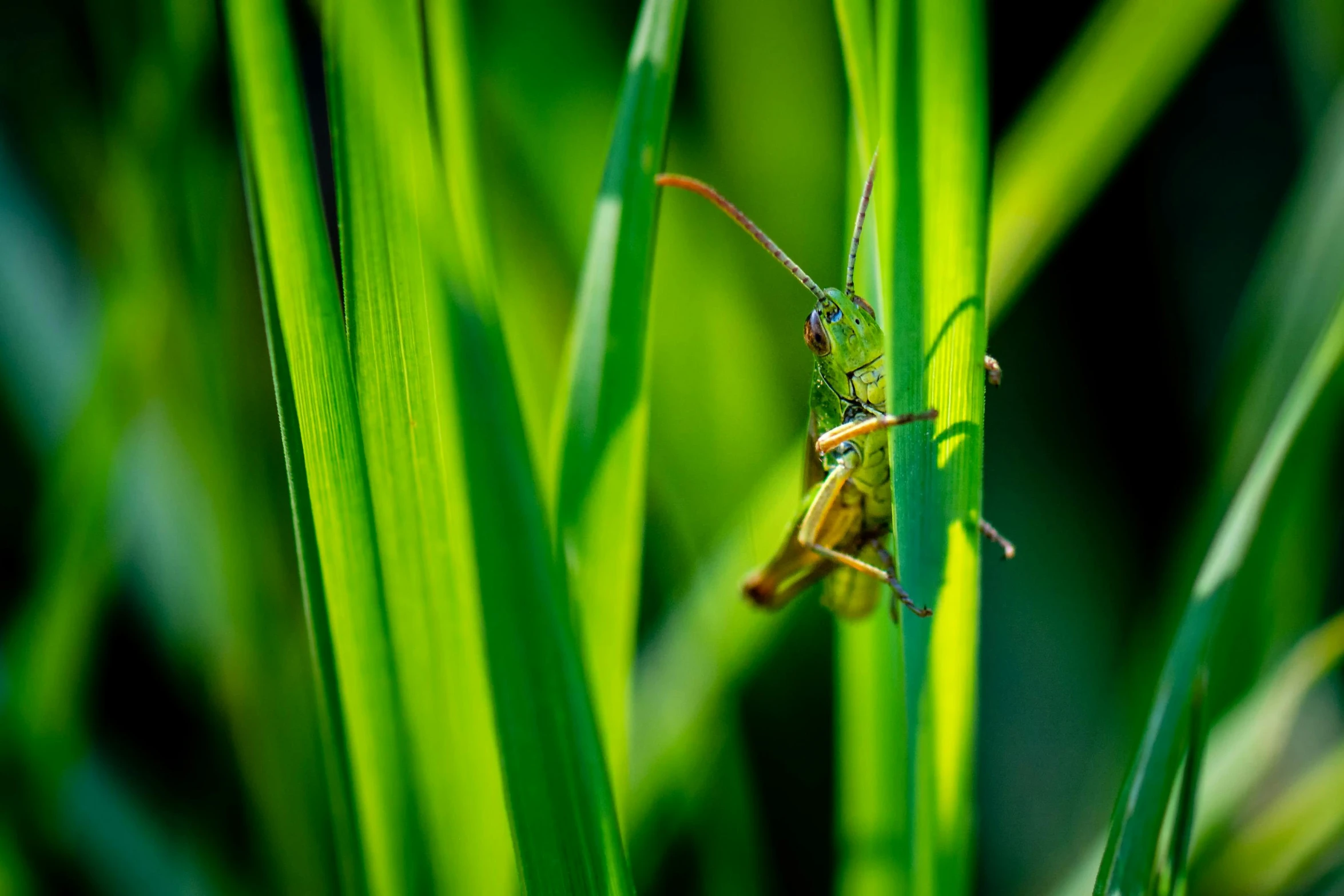 a close up of a grasshopper on a blade of grass, by Andries Stock, educational, gold and green, medium close shot, mixed art