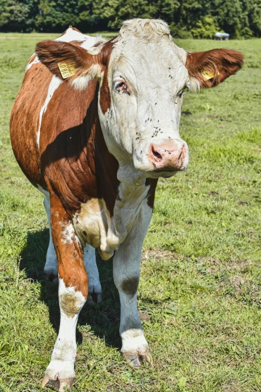 a brown and white cow standing on top of a lush green field, walking towards the camera, bumpy mottled skin, reddish, photograph