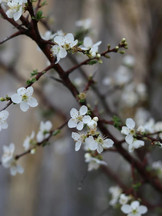 a branch of a tree with white flowers, trending on unsplash, paul barson, tiny crimson petals falling, “ iron bark, plum blossom