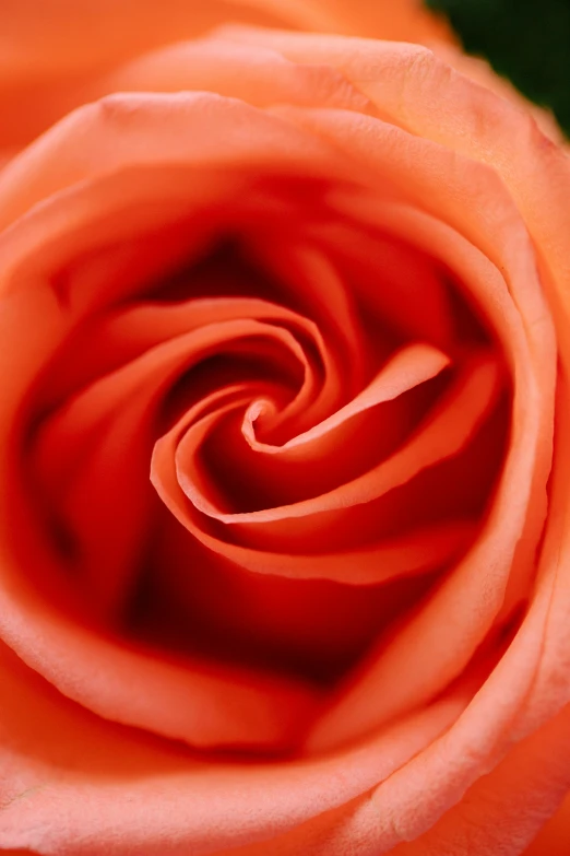 a close up of an orange rose flower, a macro photograph, by David Simpson, coral red, hearts, swirling fabric, birdseye view