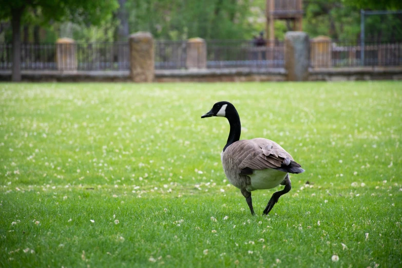 a goose running across a lush green field, pexels contest winner, arabesque, walking at the park, new mexico, 🦩🪐🐞👩🏻🦳, in an urban setting