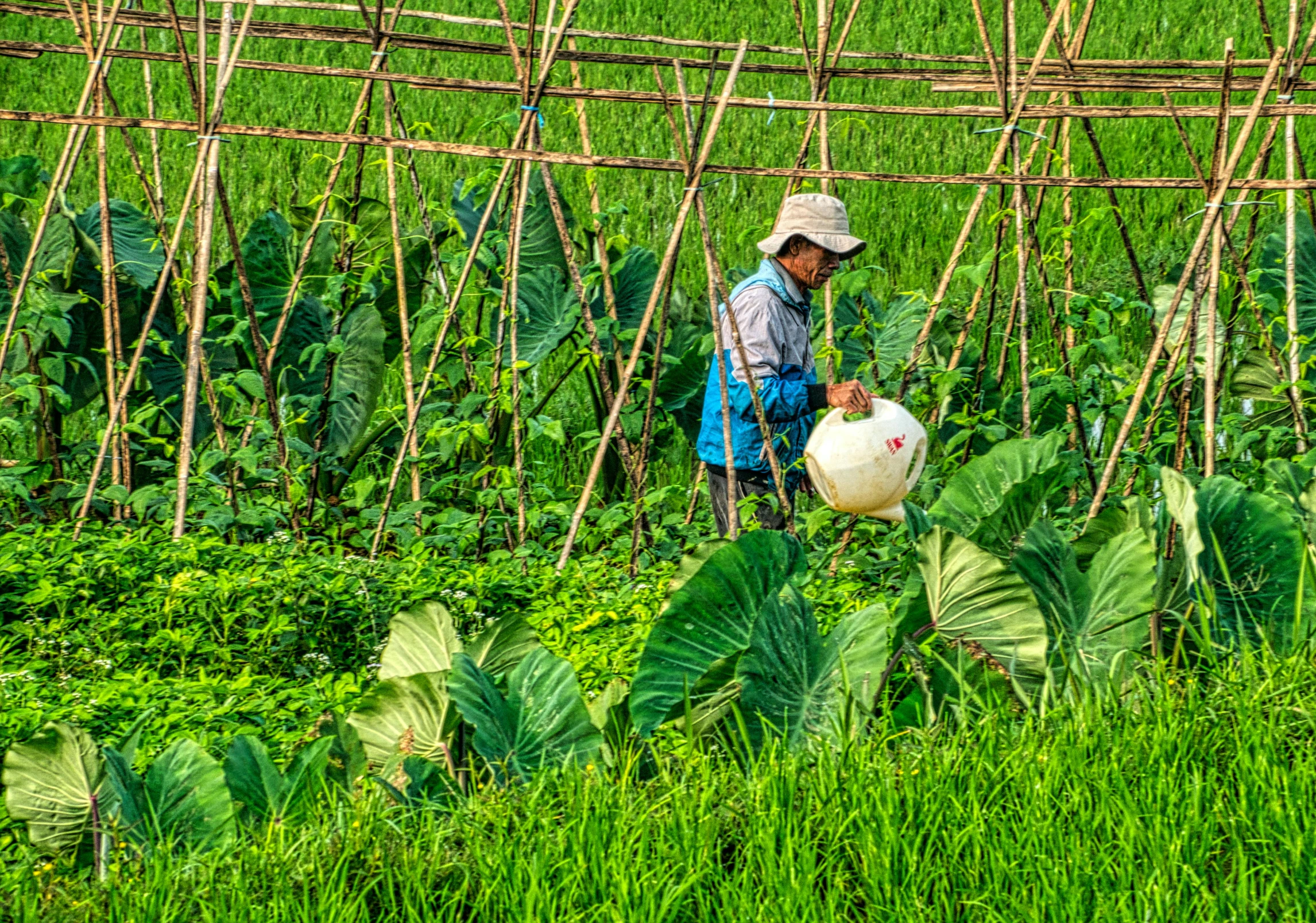 a person in a field with a watering can, vietnam, lush greens, local foods, professional photo