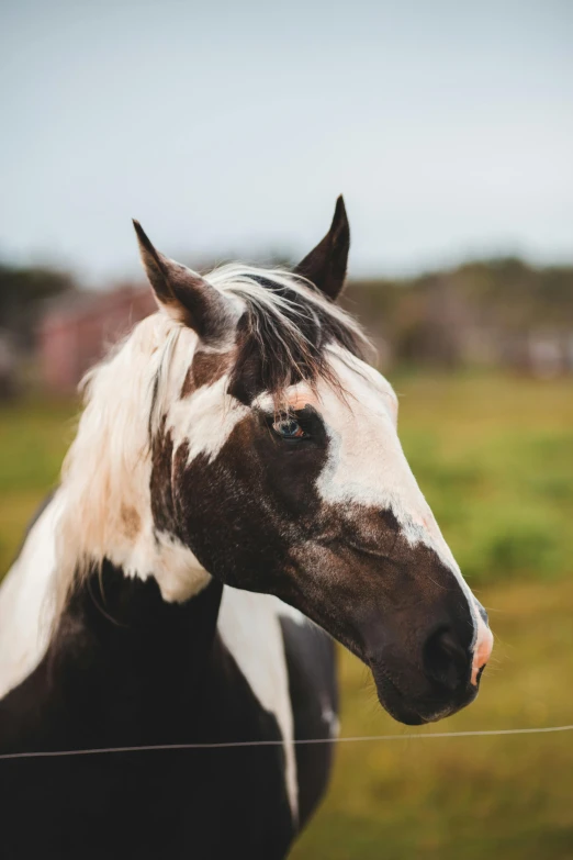a brown and white horse standing on top of a lush green field, a black and white photo, trending on unsplash, white haired, markings on his face, high quality photo, on clear background