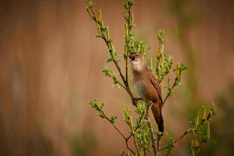 a bird sitting on top of a tree branch, by Peter Churcher, pexels contest winner, in the high grass, brown, smooth-chinned, fine art print