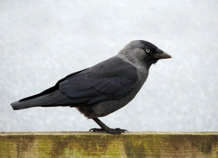 a black bird sitting on top of a wooden fence, inspired by Gonzalo Endara Crow, pexels contest winner, renaissance, gray, rounded beak, whistler, male and female