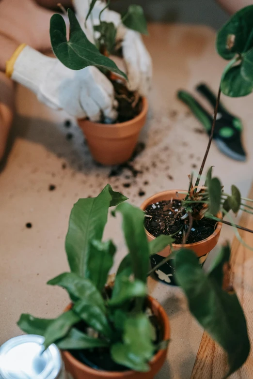 a table topped with potted plants on top of a wooden table, pexels contest winner, process art, using a spade, tending on pinterest, - 9, low quality photo