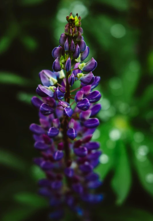 a purple flower with green leaves in the background, a macro photograph, unsplash, mediumslateblue flowers, black fir, tall shot, high resolution image