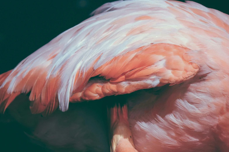 a close up of a pink flamingo's head, by Elsa Bleda, pexels contest winner, magic realism, feathers growing from arms, inside a cavernous stomach, 🦩🪐🐞👩🏻🦳, a still of an ethereal