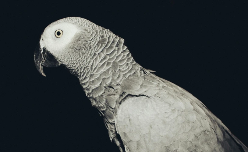 a black and white photo of a parrot, a black and white photo, inspired by Elsa Bleda, pexels contest winner, photorealism, alessio albi, gray mottled skin, nighttime photography, beautiful animal pearl queen
