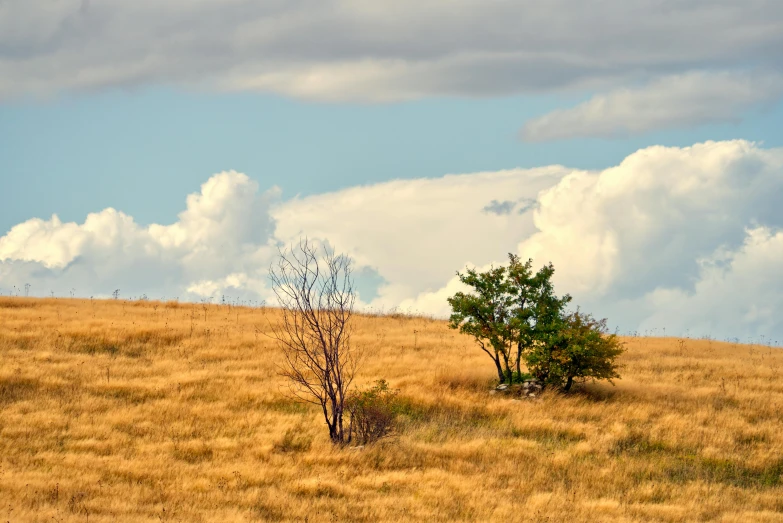 a lone tree sitting on top of a dry grass covered field, unsplash, land art, distant clouds, slide show, brown