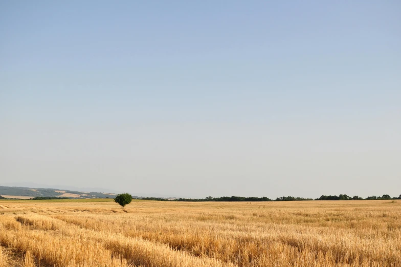 a lone tree in the middle of a wheat field, unsplash, postminimalism, clear skies in the distance, wood cabin in distance, next to farm fields and trees, marbella landscape