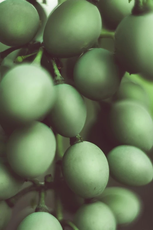 a bunch of green grapes hanging from a tree, a digital rendering, unsplash, tonalism, grain”, smooth round shapes, close - up photo, grey