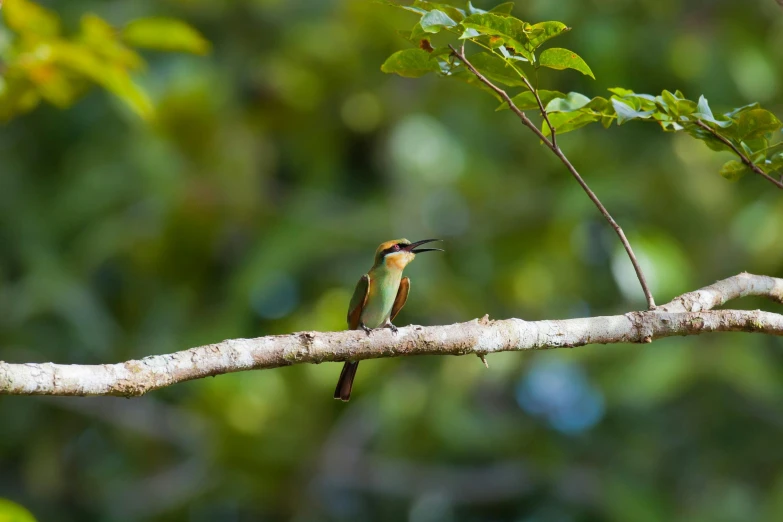 a small bird sitting on top of a tree branch, by Peter Churcher, pexels contest winner, sumatraism, gold and green, panels, with long antennae, on a jungle forest