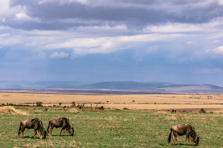 a herd of animals grazing on a lush green field, by Peter Churcher, pexels contest winner, hurufiyya, panorama distant view, great migration, fullbody view, on a cloudy day