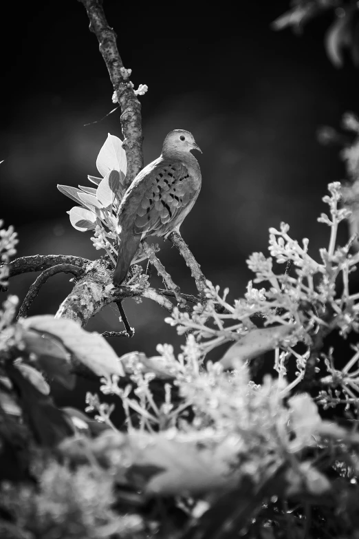 a couple of birds sitting on top of a tree branch, a black and white photo, inspired by Max Dupain, unsplash, flowers and foliage, dove, sittin, spotted