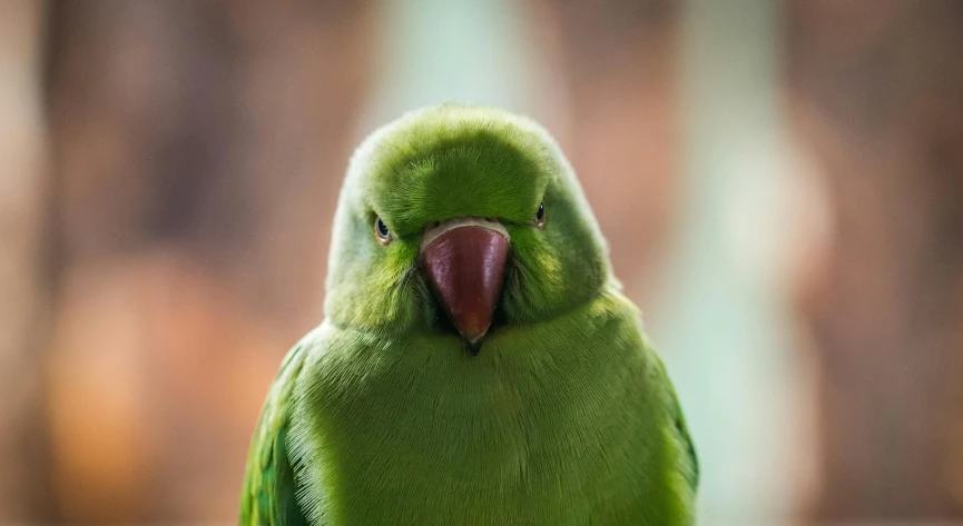 a green parrot sitting on top of a wooden table, facing the camera