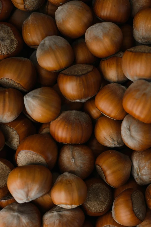 a pile of nuts sitting on top of each other, by Yasushi Sugiyama, reddit, renaissance, brown colors, orange, patagonian, 1 6 x 1 6