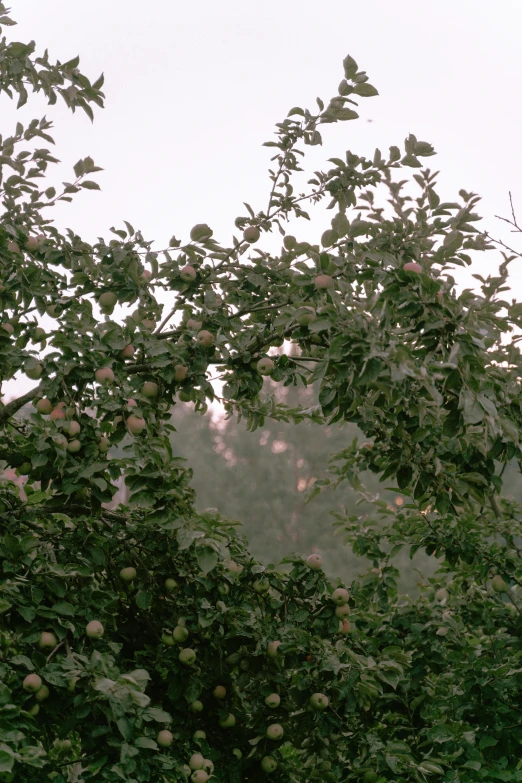 a bunch of apples that are on a tree, an album cover, inspired by Elsa Bleda, romanticism, 35mm film still from 1989, overcast dusk, light pink mist, canopy