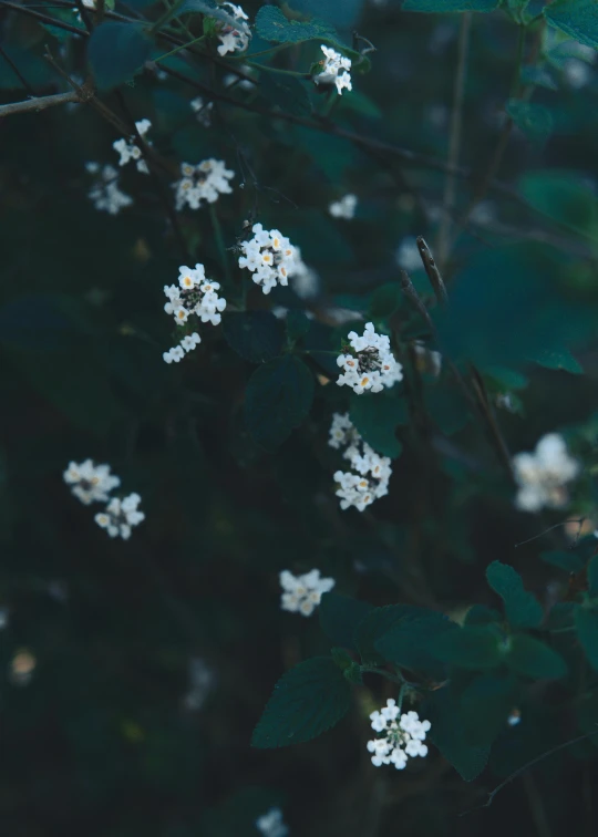 a bunch of white flowers sitting on top of a tree, inspired by Elsa Bleda, trending on unsplash, dark green tones, ✨🕌🌙, an aesthetic field of flowers, wild berry vines