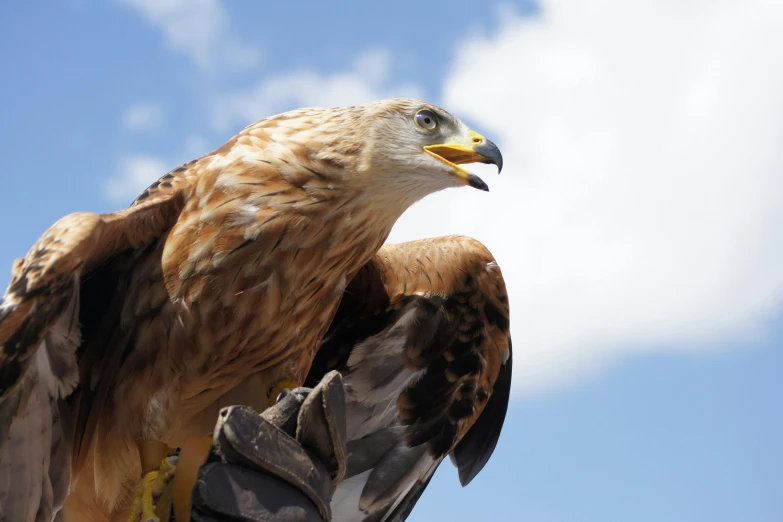 a close up of a bird of prey on a glove, pexels contest winner, hurufiyya, blue sky, avatar image, australian, mongolia