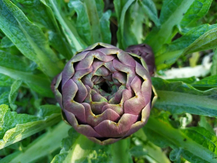 a close up of an artichoke plant with green leaves, renaissance, dark purple crown, birdseye view, multicoloured, in a medium full shot