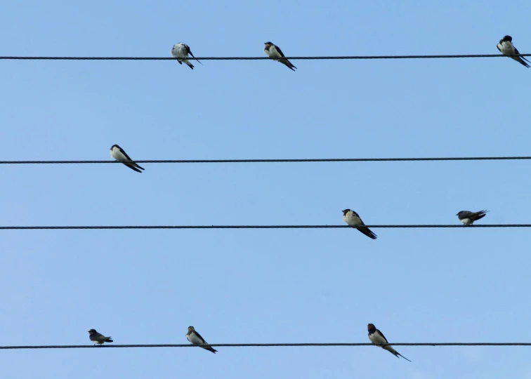 a flock of birds sitting on top of a power line, an album cover, inspired by Storm Thorgerson, trending on pexels, minimalism, sparrows, low-angle, pareidolia, thick wires