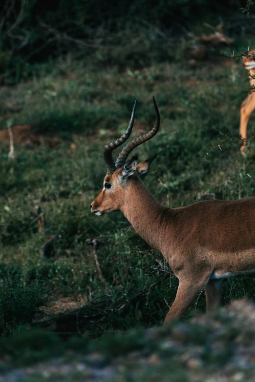 a couple of antelope standing on top of a lush green field, pexels contest winner, zoomed in shots, savanna, sharp focus », moody evening light