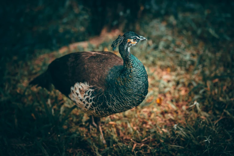 a large bird standing on top of a grass covered field, an album cover, pexels contest winner, sumatraism, beautiful animal pearl queen, black, australian, brown